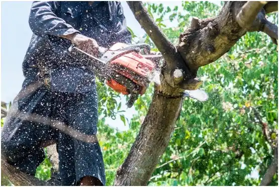 tree services Loudoun Valley Estates